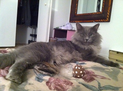 Home visits for cat - Hemmingway!!
